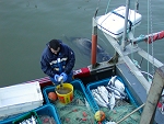 Mevagissey, Fish Catch