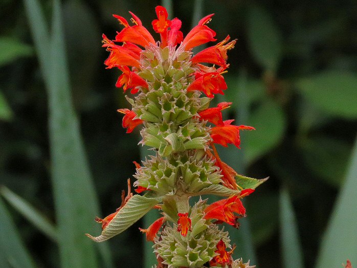 Saltram Gardens