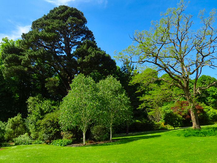 Saltram Gardens