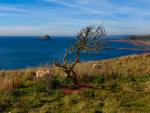 Wembury