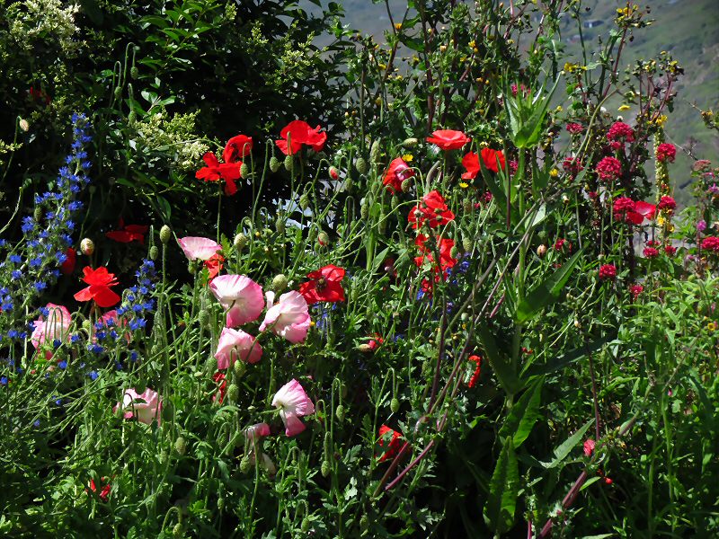 Polhawn Fort - Wild Flowers