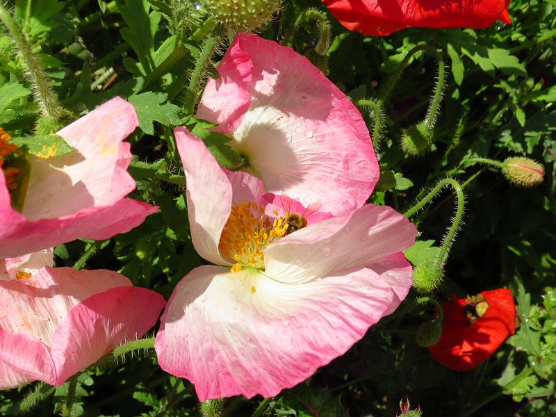 Polhawn Fort - Wild Flowers