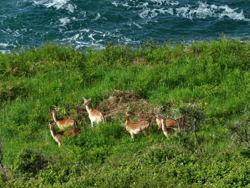 Fallow Deer, Rame Head to Penlee