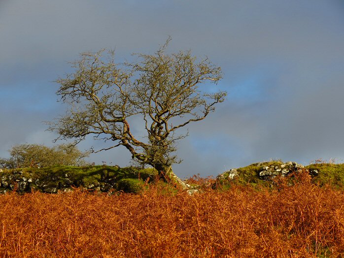 Cuckoo Rock, Dartmoor