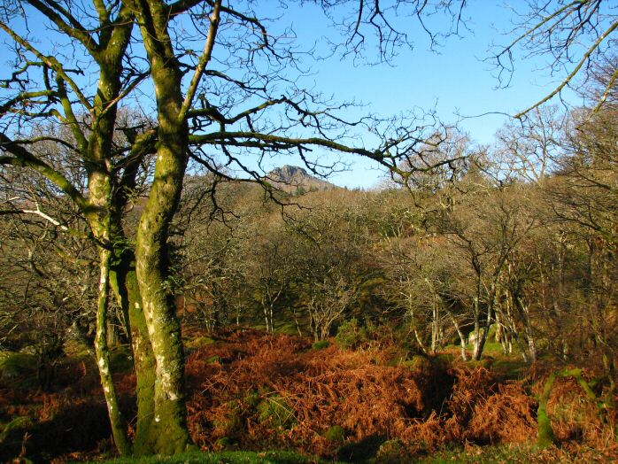 Leather Tor, Dartmoor