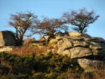 Leather Tor, Dartmoor