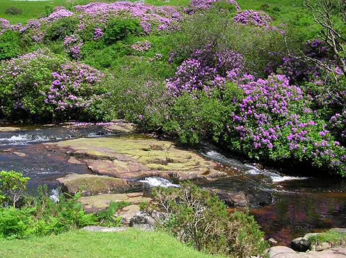 Avon valley, near Shipley Bridge, Dartmoor