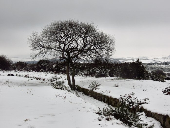 Snow, Jan 2013, Nr. Clearbrook