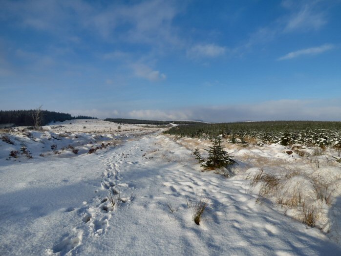 Snow, Jan 2013, Bellever Forest