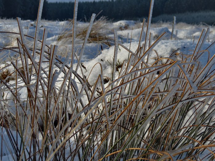 Snow, Jan 2013, Bellever Forest