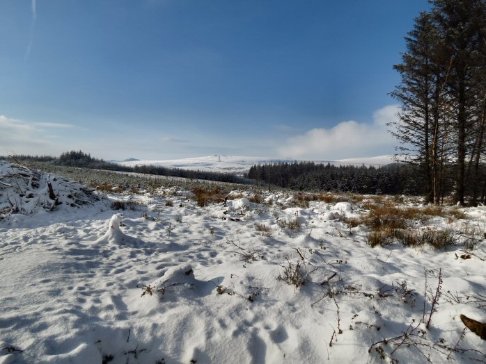 Snow, Jan 2013, Bellever Forest