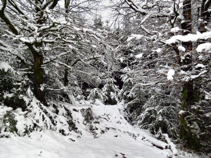 Snow, Jan 2013, Bellever Forest