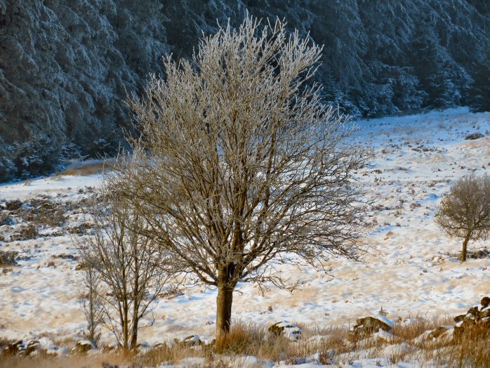 Snow, Jan 2013, Bellever Forest