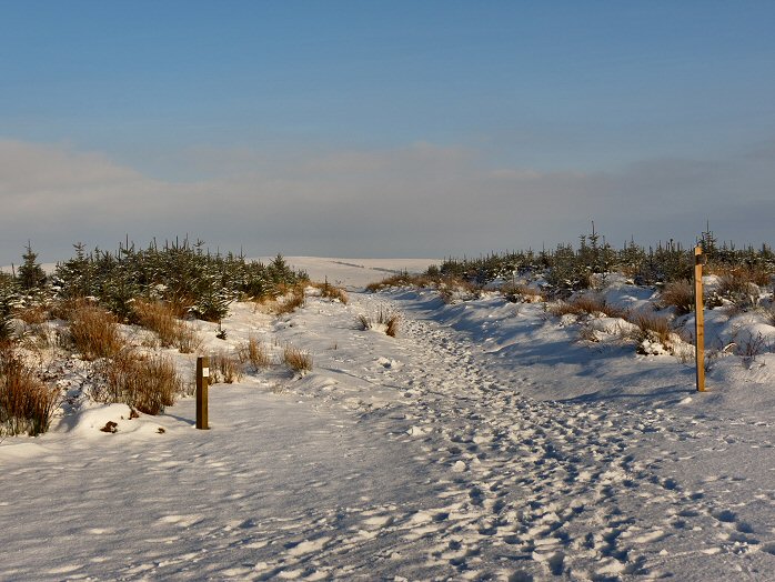 Snow, Jan 2013, Bellever Forest