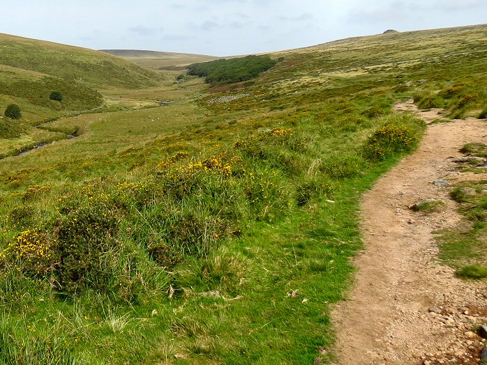 Wistman's Wood