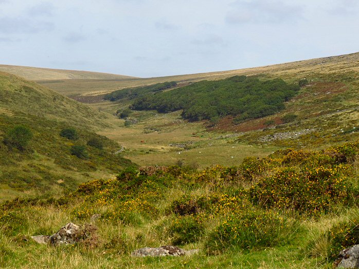 Wistman's Wood