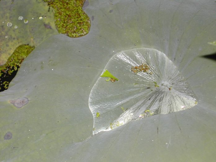 Eden Project