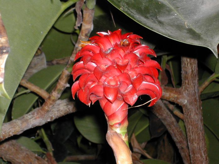 Eden Project