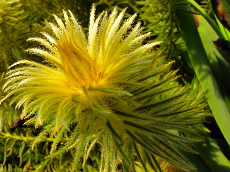 Inside the Mediterranean Biome