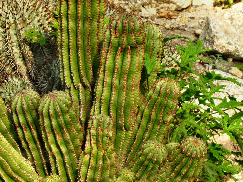 Inside the Mediterranean Biome