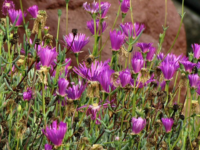 Inside the Mediterranean Biome