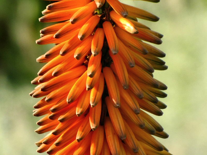 Inside the Mediterranean Biome