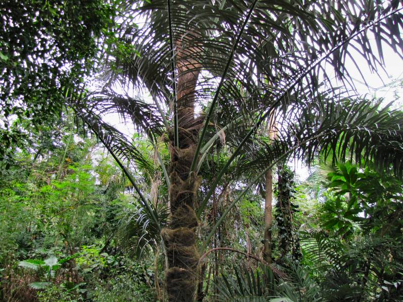 Inside the Rainforest Biome