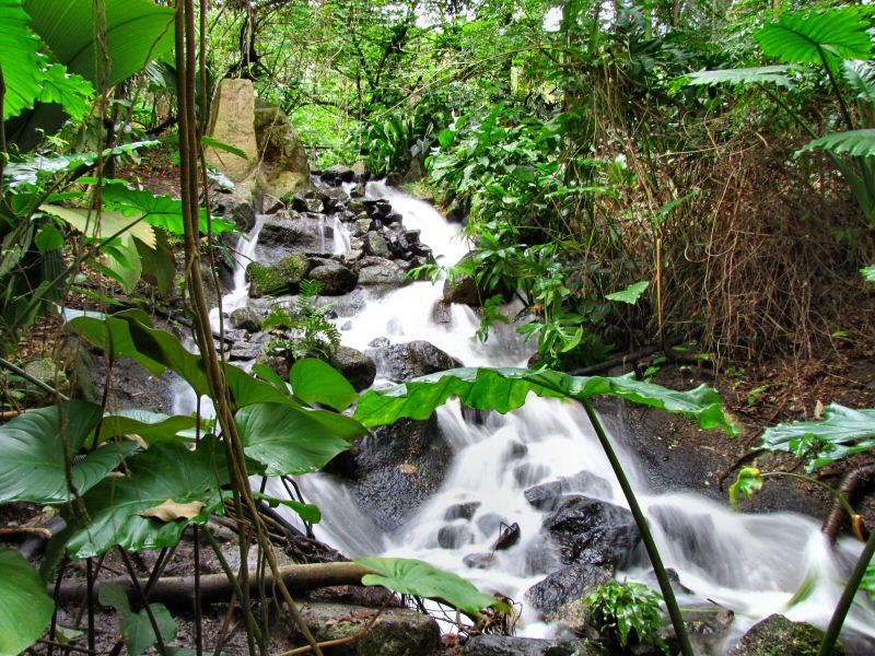 The Waterfall - Rainforest Biome