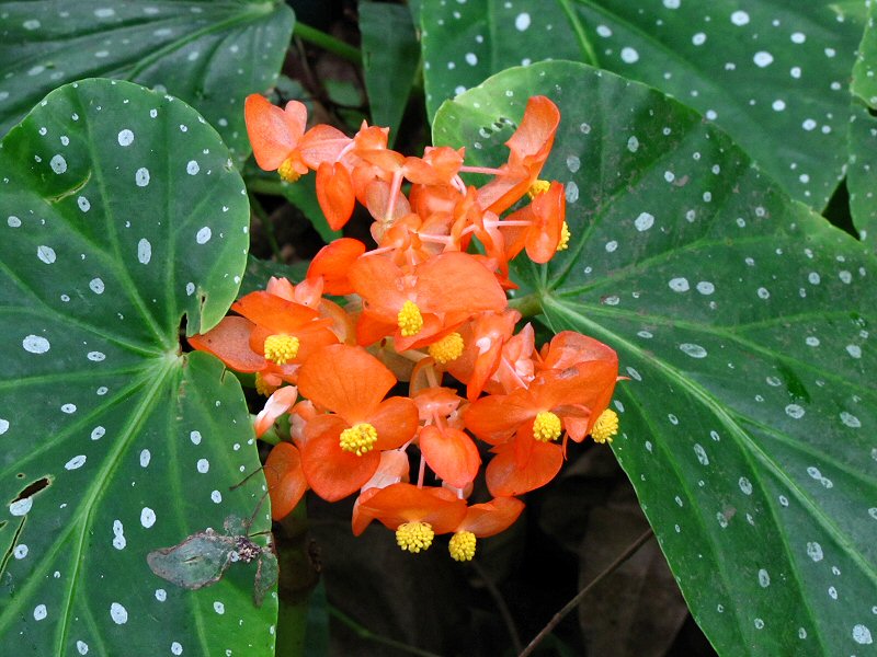 Inside the Rainforest Biome