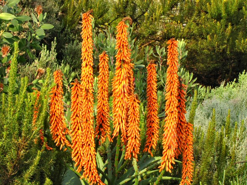 Inside the Mediterranean Biome