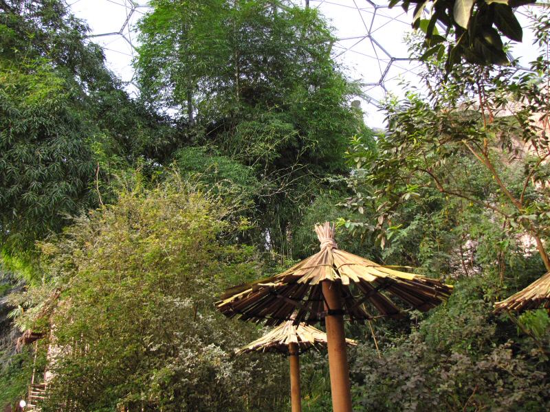 Inside the Rainforest Biome