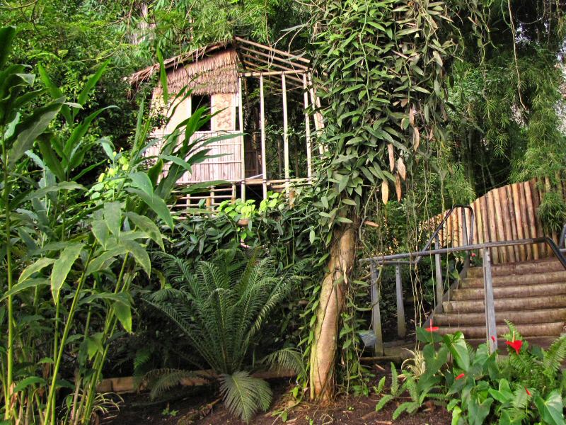 Inside the Rainforest Biome