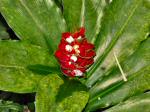 Eden project