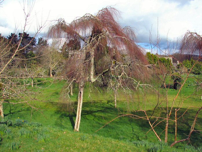 Cotehele - Orchard