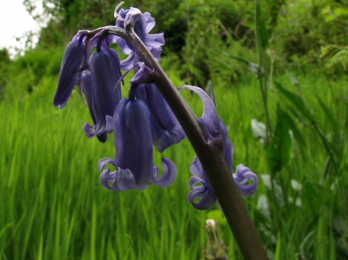 Bluebell, Cotehele