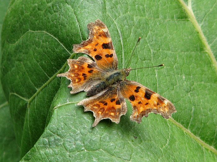 Comma Cotehele Gardens