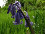 Cotehele Gardens