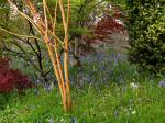 Cotehele Gardens