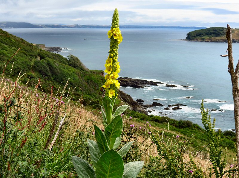 Hannafore to Talland Bay, Cornwall