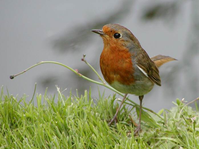 Robin, Cotehele