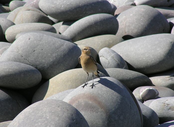 Wheatear, Westward Ho