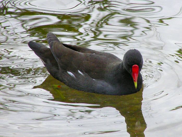 Moorhen, Slapton Ley, Devon