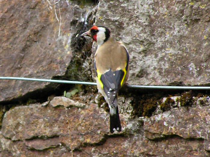 Goldfinch, Cotehele gardens