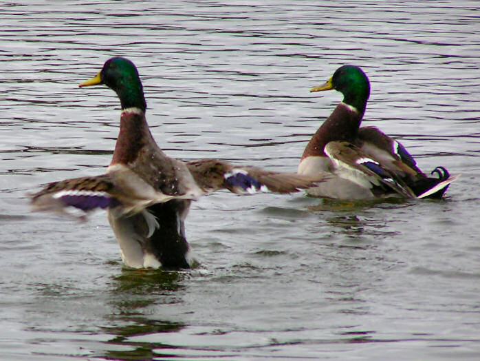 Mallards, Slapton Ley, Devon