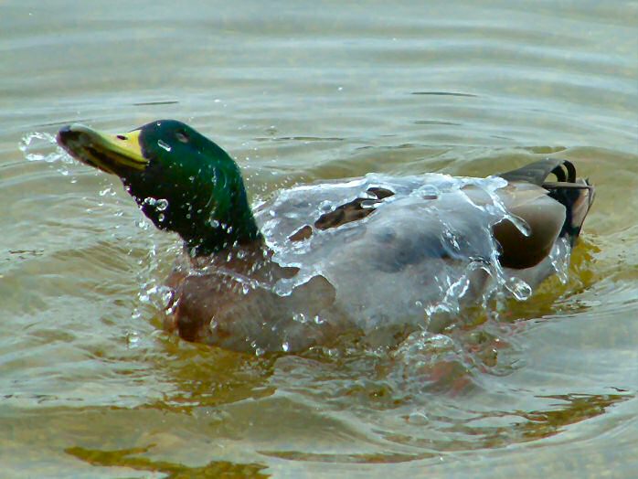 Mallard, Slapton Ley, Devon