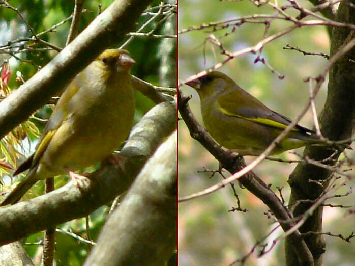 Greenfinch, Cotehele gardens