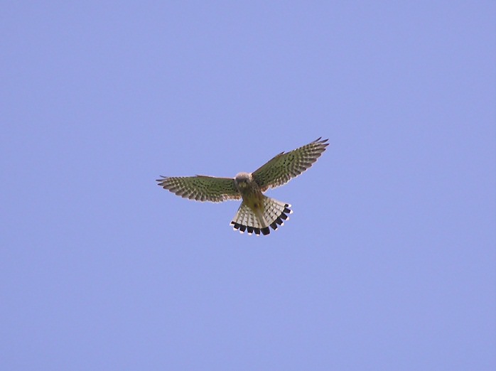 Kestrel, Mountbatten, Plymouth