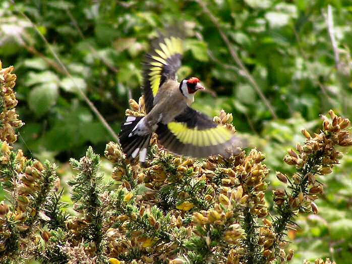 Goldfinch, Slapton Ley