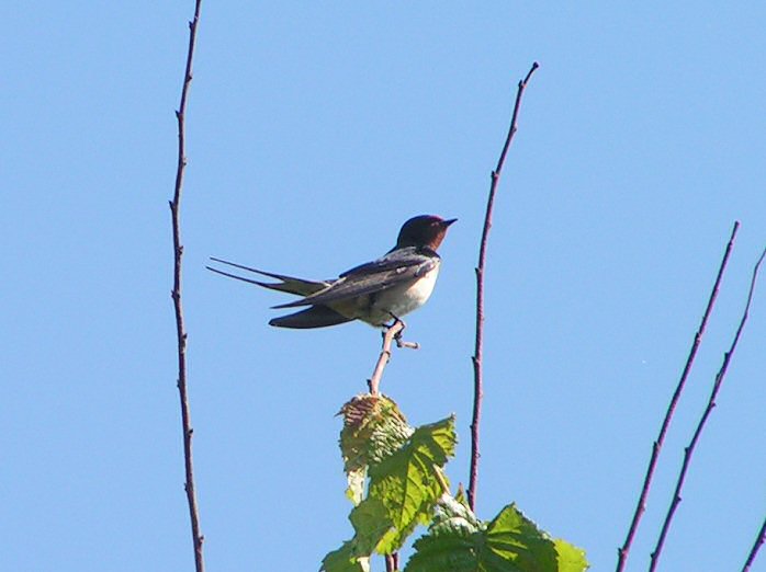 Swallow, Slapton Ley