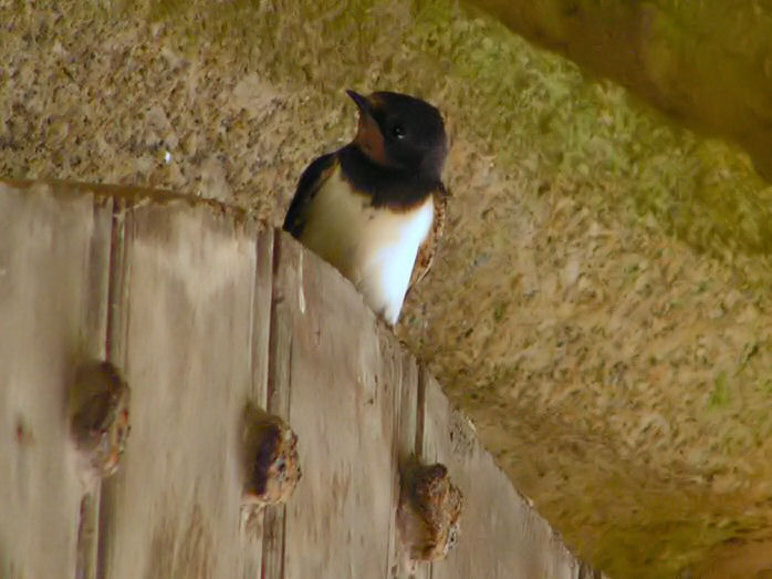 Swallow, Cotehele House